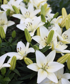 Cây Hoa Bách Hợp