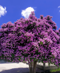 Cây Hoa Bằng Lăng