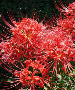 Cây Hoa Bỉ Ngạn