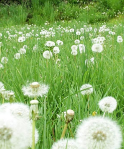 Cây Hoa Bồ Công Anh