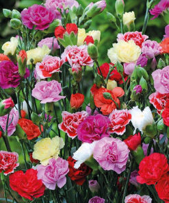 Cây Hoa Cẩm Chướng