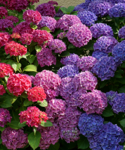 Cây Hoa Cẩm Tú Cầu