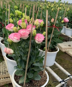 Cây Hoa Cát Tường