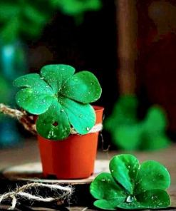 Cây Hoa Cỏ May Mắn