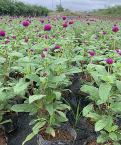 Cây Hoa Cúc Bách Nhật