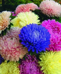 Cây Hoa Cúc Đại Đóa