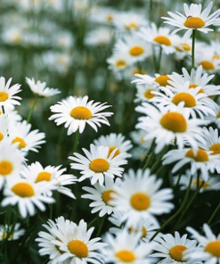 Cây Hoa Cúc Họa Mi