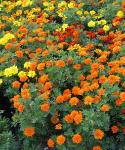 Cây Hoa Cúc Vạn Thọ