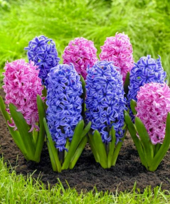 Cây Hoa Dạ Hương