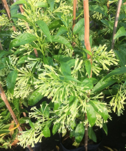 Cây Hoa Dạ Lý Hương