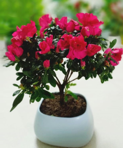 Cây Hoa Đỗ Quyên