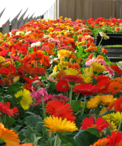 Cây Hoa ĐồNg Tiền