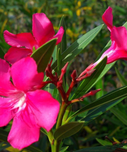 Cây Hoa Giáp Trúc