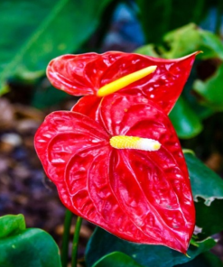 Cây Hoa Hồng Môn