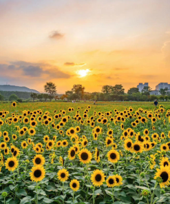 Cây Hoa Hướng Dương