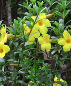 Cây Hoa Huỳnh Anh