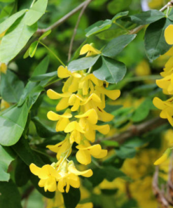 Cây Hoa Kim Tước