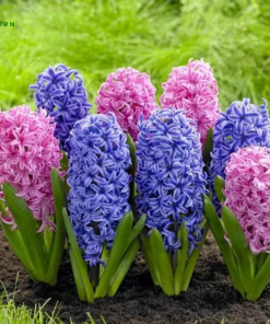 Cây Hoa Lan Dạ Hương