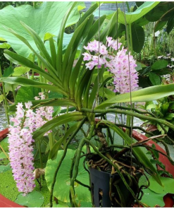 Cây Hoa Lan Đuôi Chồn