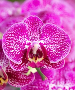 Cây hoa lan hồ điệp