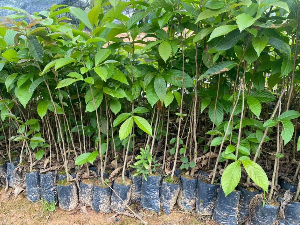 Cây Xanh Minh Hiếu