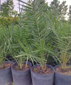 cây Chà Là Giống