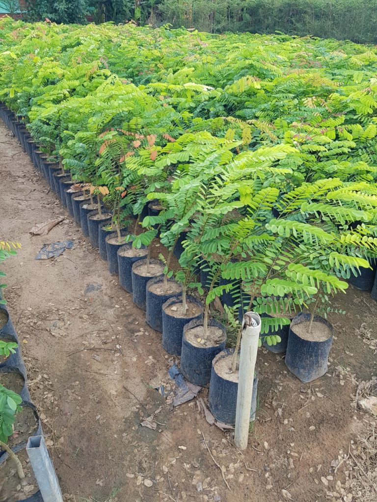 Cây Xanh Minh Hiếu