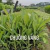 Cây Chuông Vàng Giống (huỳnh liên)