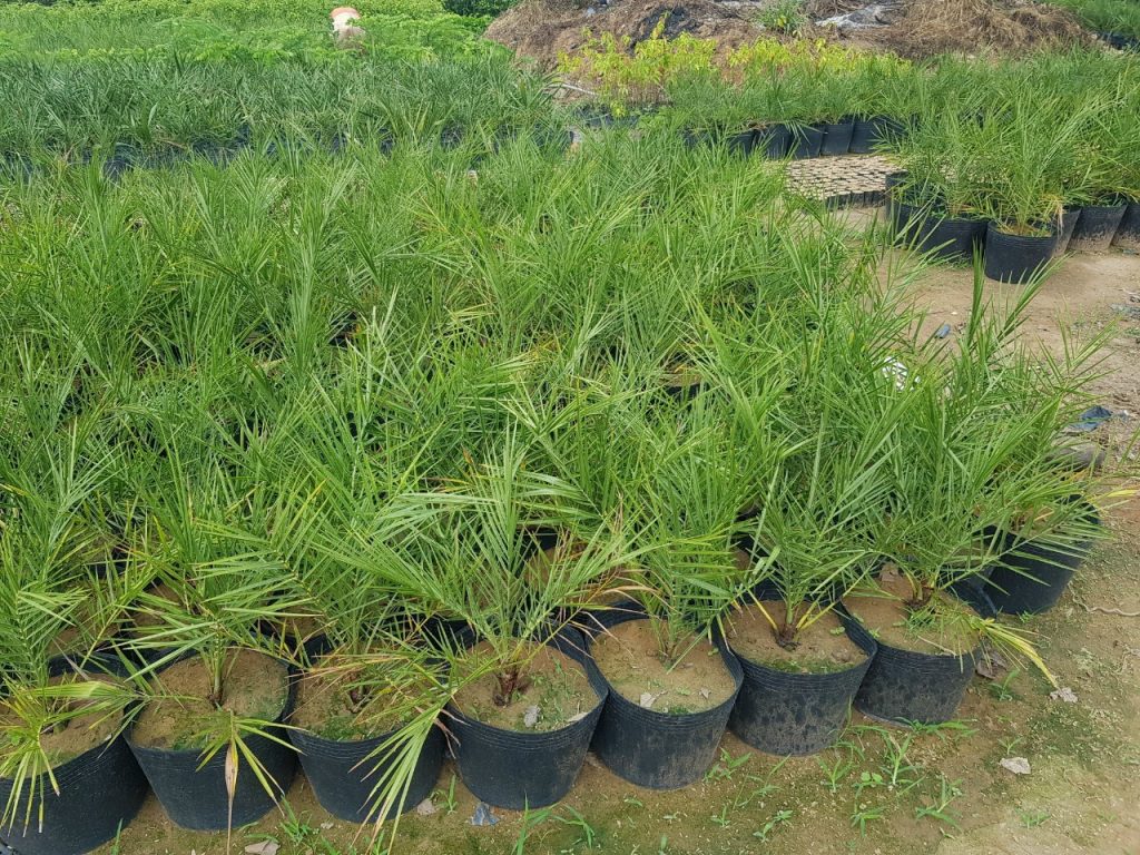 Cây Xanh Minh Hiếu