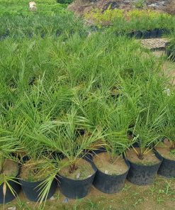 cây Chà Là Giống