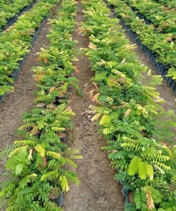 Cây Cẩm Lai Giống