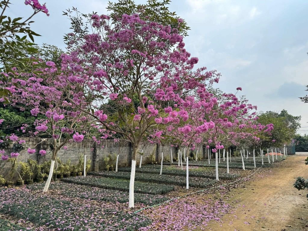 Cây Xanh Minh Hiếu