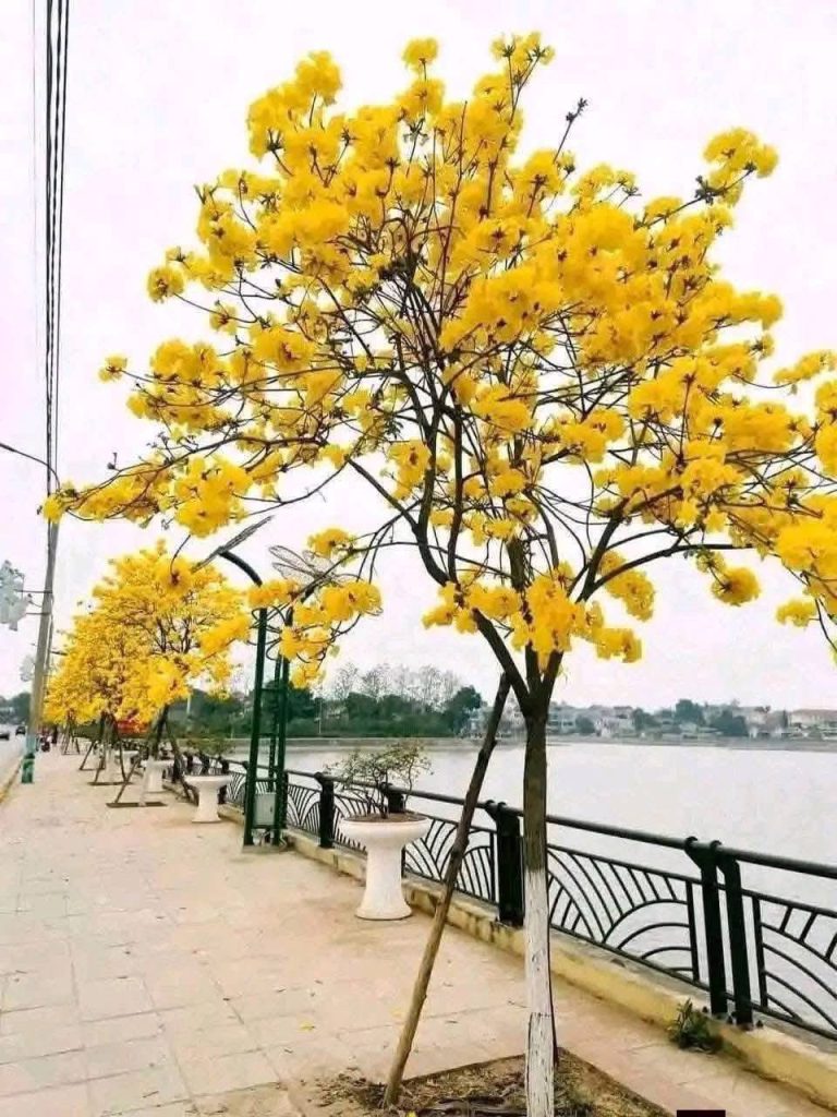 Cây Xanh Minh Hiếu