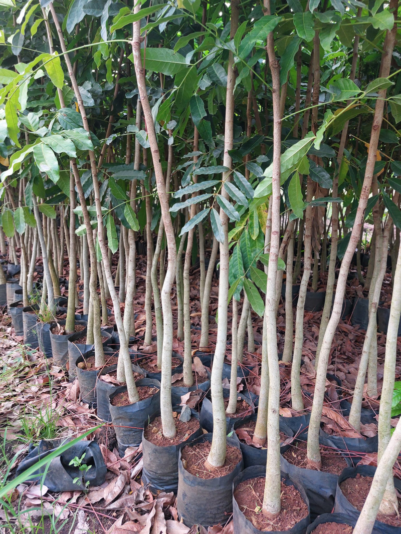 Cây xà cừ