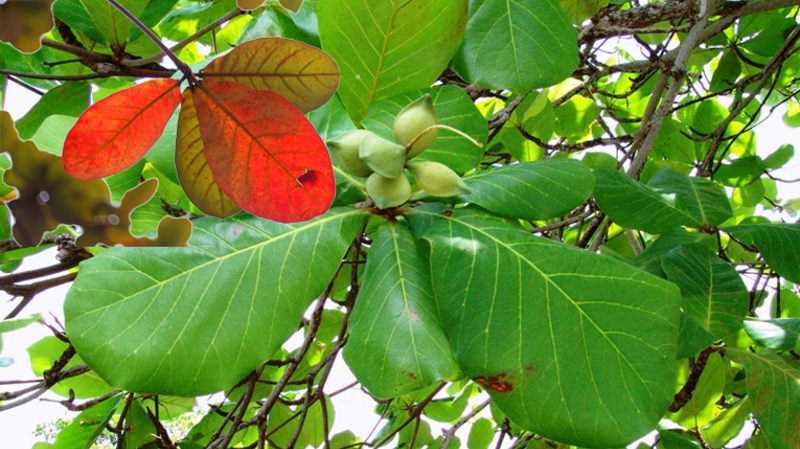 Cây bàng ta