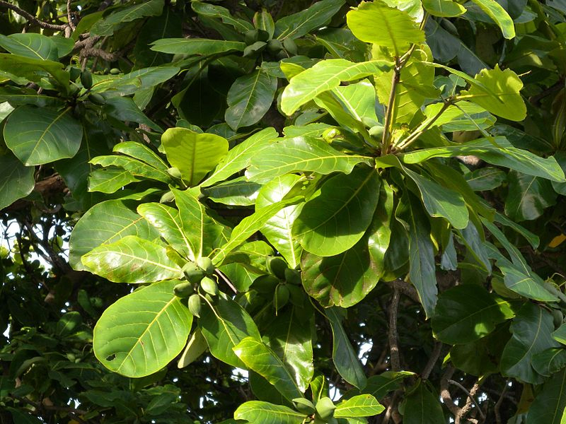 Cây bàng ta