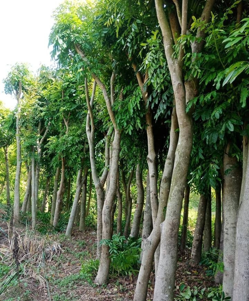 Cây xà cừ