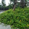 Cây sài đất trồng thảm tạo mảng xanh
