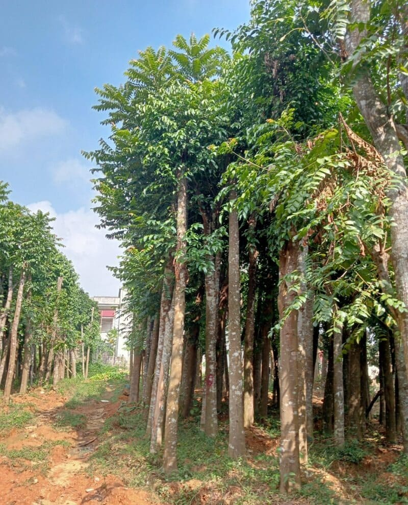 Cây xà cừ