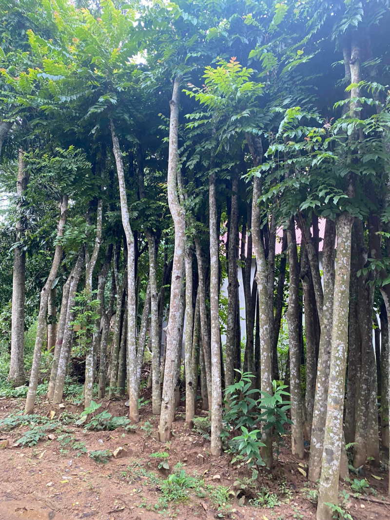 Cây xà cừ
