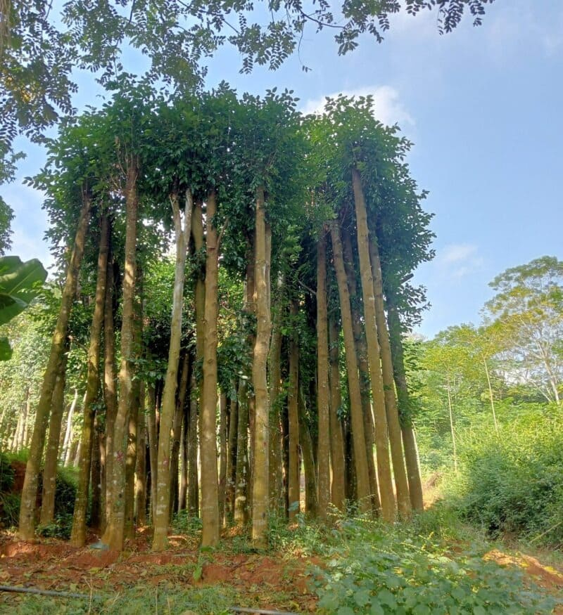 Cây xà cừ